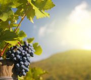 Vitivinicolo, vinacce e produzione vino